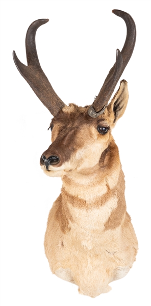  Pronghorn Shoulder Mount Taxidermy. Height 35”.
