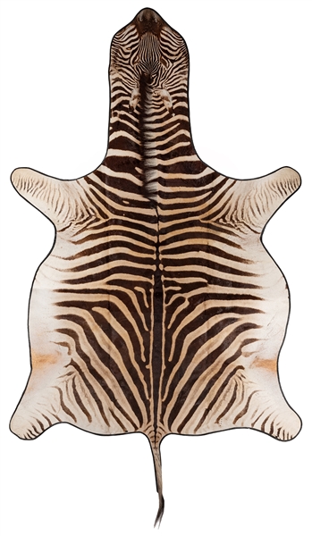  Zebra Full Hide Pelt Rug. Length 105”.