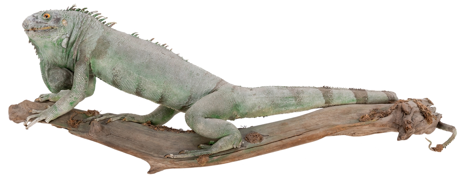  Taxidermy Iguana on Log. Large specimen with eyes and claws...
