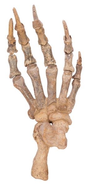  Large Fossilized Bear Claw Specimen. Fossilized forepaw of ...