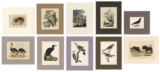  [BIRDS AND ANIMALS] Group of 37 British and American Natura...