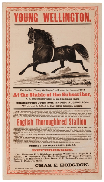  [Horses] Young Wellington / English Thoroughbred Stallion. ...