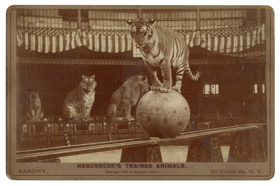  Cabinet Photo of Hagenbeck’s Trained Animals. New York: Nap...