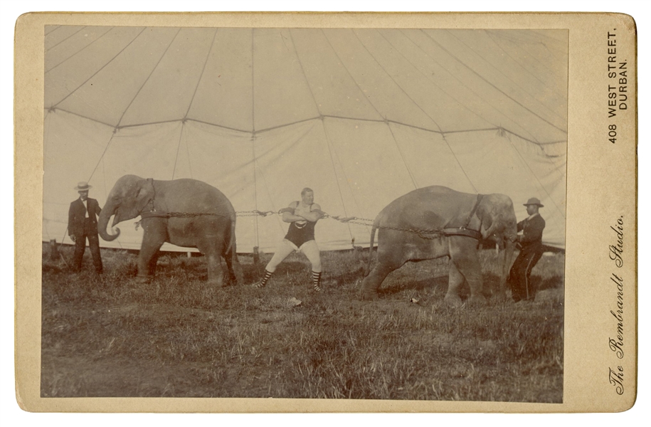  Cabinet Photo of a Strongman Restraining Elephants. Durban,...