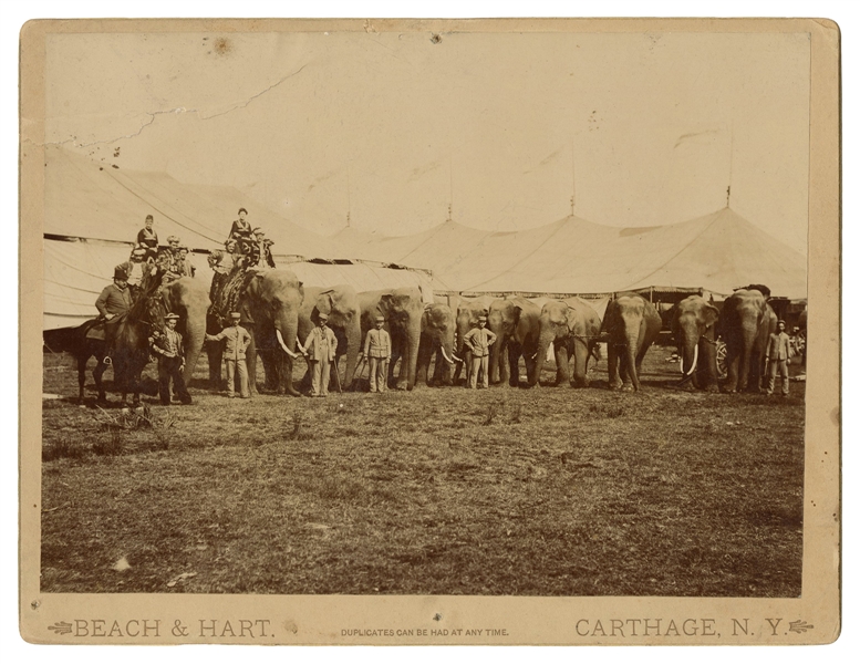  Large Cabinet Photo of Circus Elephants and Trainers. Carth...