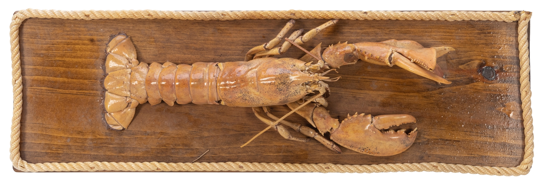  “Freak” Lobster Taxidermy. With deformed claw. Mounted on w...