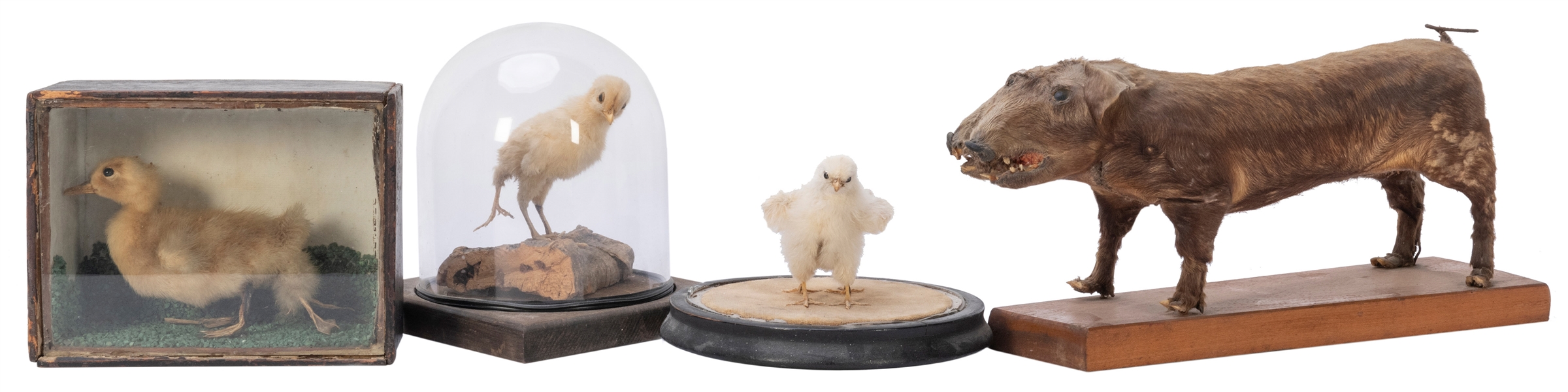  Group of Freak Taxidermy Displays. Including (3) chicks wit...