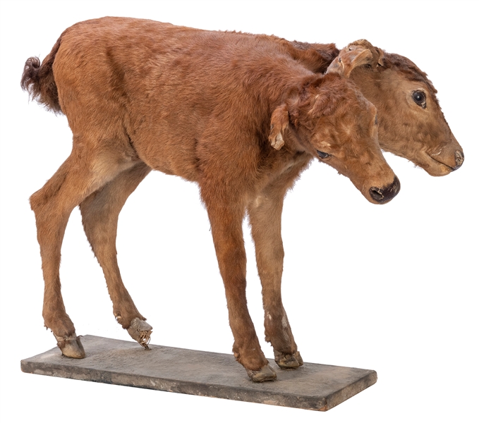  Maggie May the Siamese Calf Taxidermy. Circa 1910. Two head...