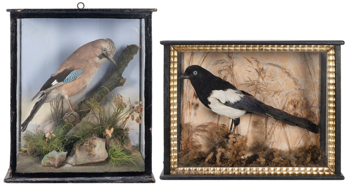  Pair of Taxidermized Birds. Late 19th century(?). Includes ...