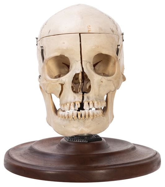  Articulated Human Skull. For medical purposes, mounted on a...
