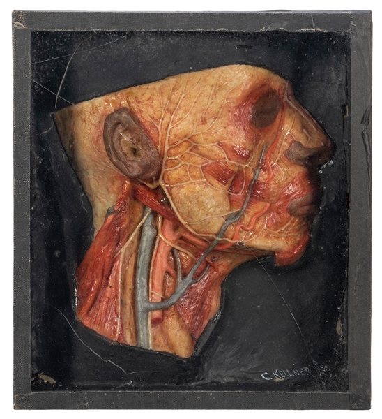  KELLNER, C. (American). Anatomical Wax Face. New Haven, ca ...