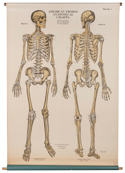  BRODEL, Max. Human Skeleton Anatomical Chart. Chicago: A.J....