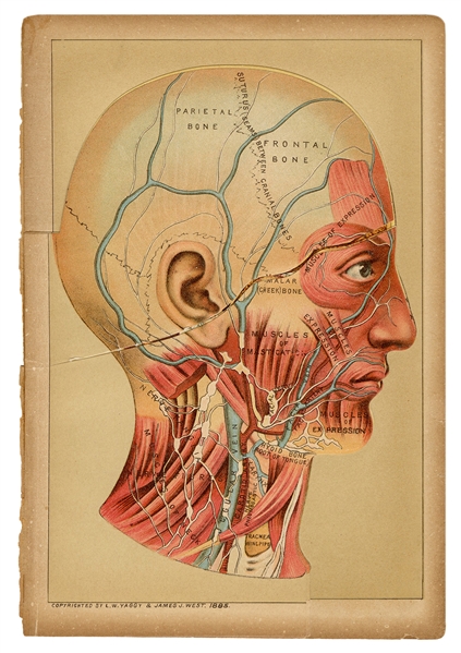  Yaggy & West Facial Anatomy and Phrenology Flip Book. L.W. ...