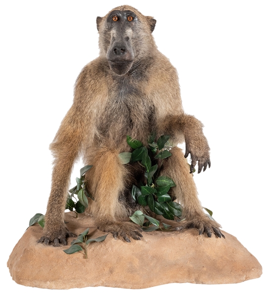  Chacma Baboon Full Body Taxidermy Mount. A fine specimen. H...