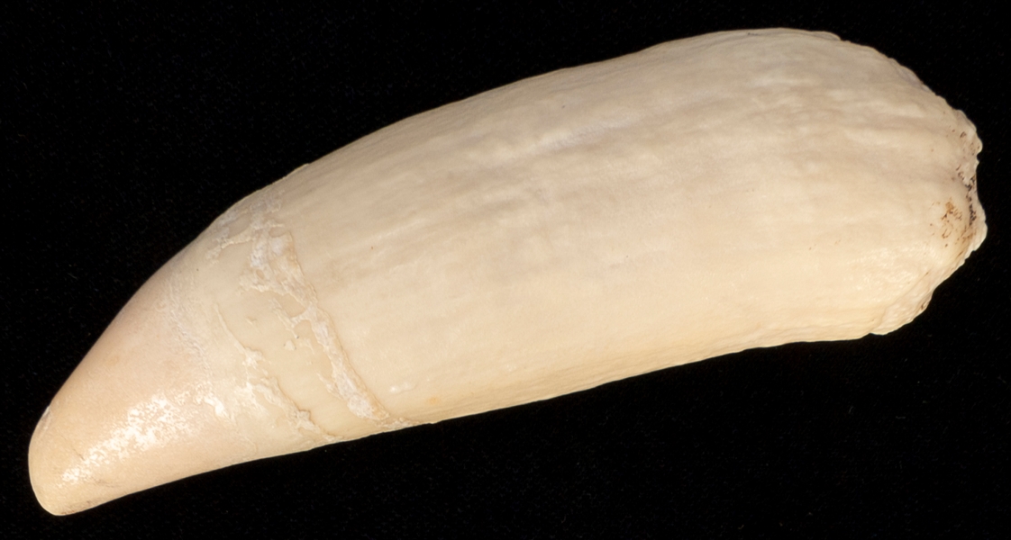  Raw Whale Tooth. Length, 4”.