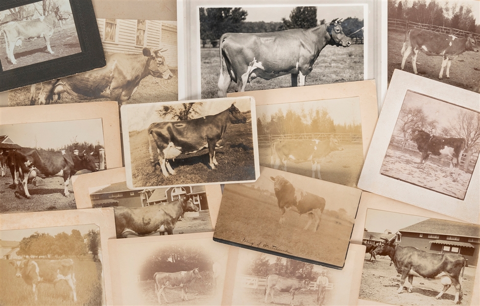  [CATTLE]. A group of 15 early photographs of mostly America...