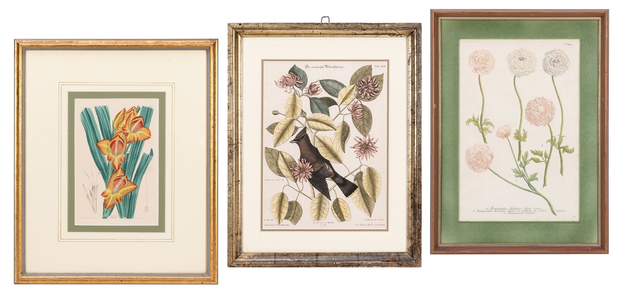  [BOTANICALS]. A group of 3 early engravings. Including: WEI...