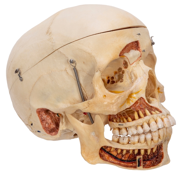  Articulated Human Skull for Medical or Dental Study. 1940s....