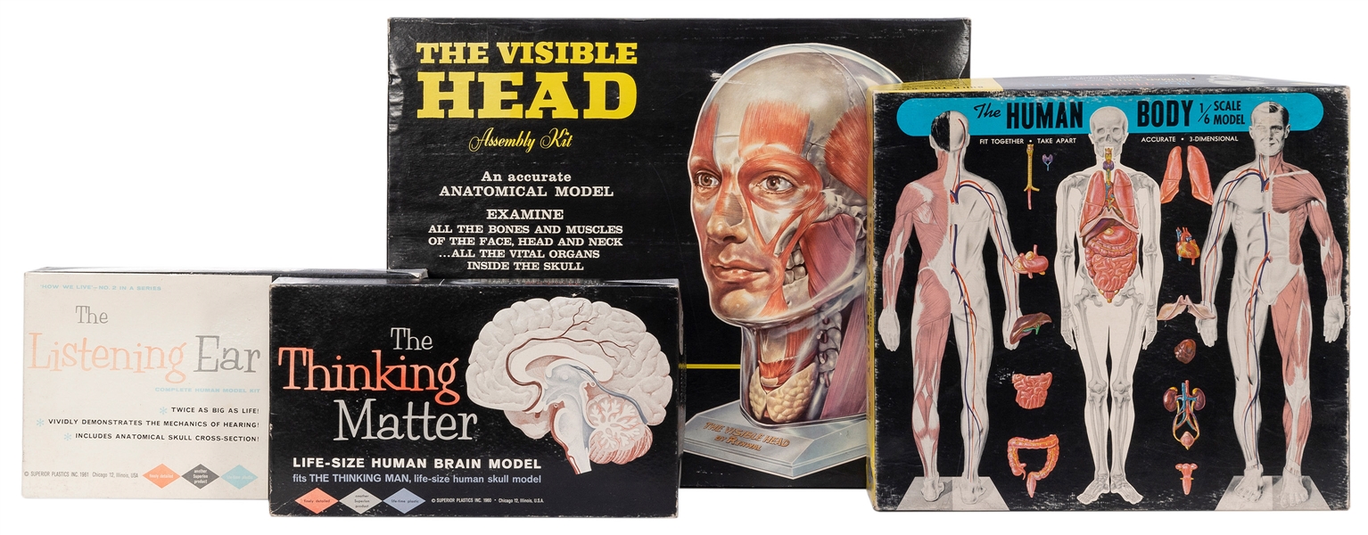  Four Human Anatomical Models and Kits. Including: The Visib...