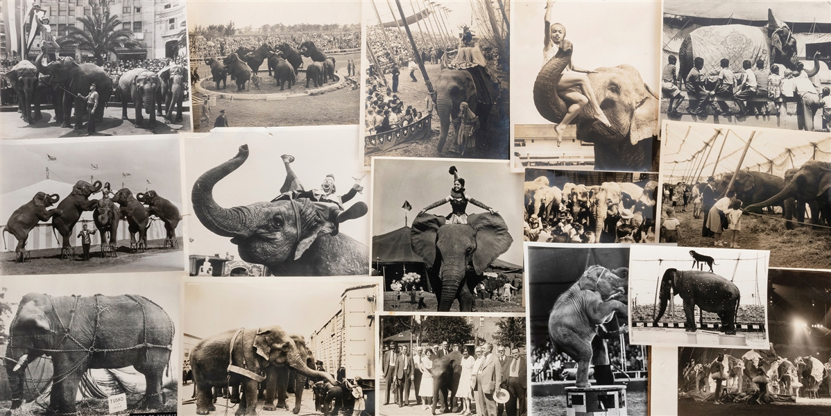  [CIRCUS—ELEPHANTS]. Collection of circus elephant photograp...