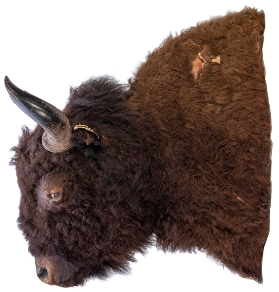  American Buffalo Shoulder Mount. A large and well-preserved...