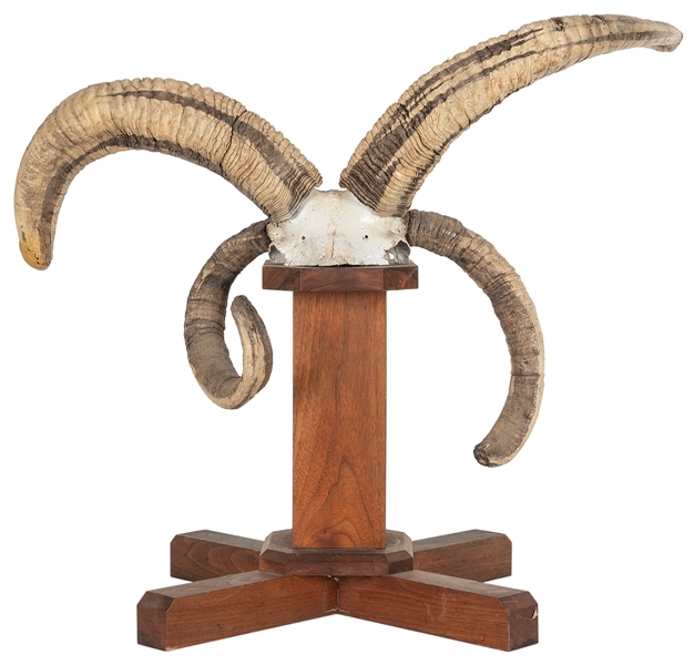  Four-Horned Ram Skullcap Display. Sideshow-like exhibit of ...