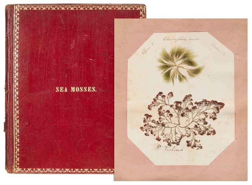  [NATURAL HISTORY]. An early 19th century album of original ...