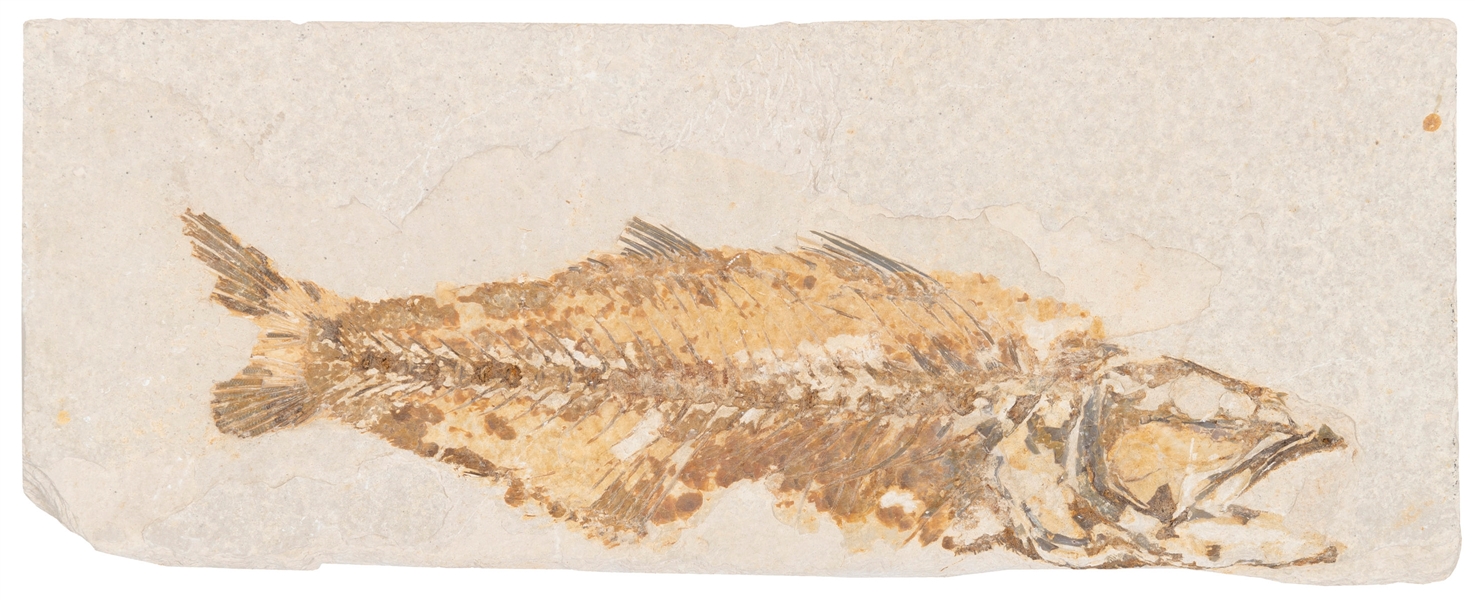  [FISH FOSSIL]. Fossilized fish in sandstone. Fish size: 265...