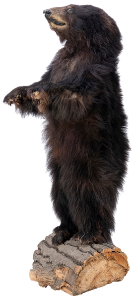  Taxidermy Bear Cub. Black bear cub standing on an imitation...