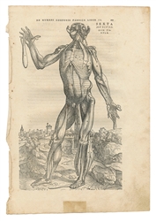  [ANATOMY]. VESALIUS, Andreas (1514-1564). Sexta musculorum ...