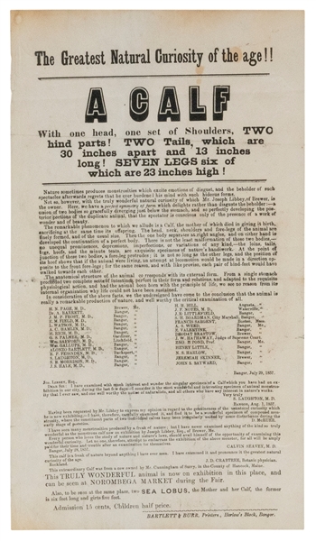 [CURIOSITY]. A Calf / With one head, one set of Shoulders, ...