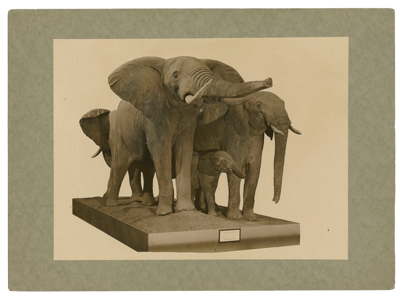  Ten Photographs of Animals on Display. 20th century. Ten bl...