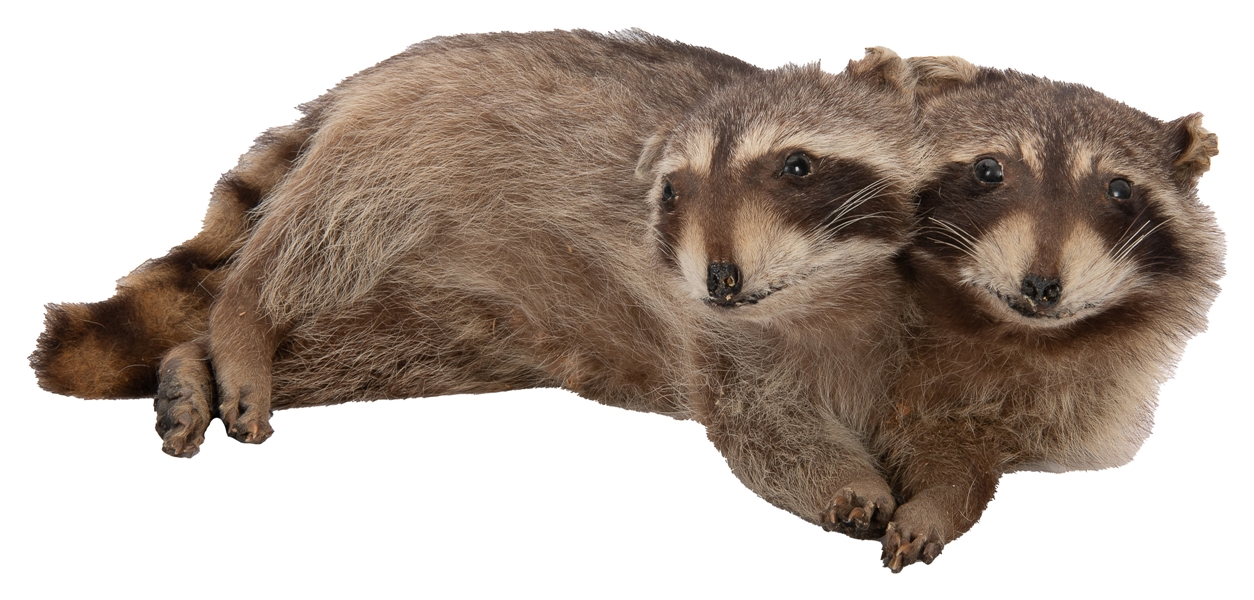  [ODDITIES]. Taxidermy Two Headed Raccoon. Two headed taxide...