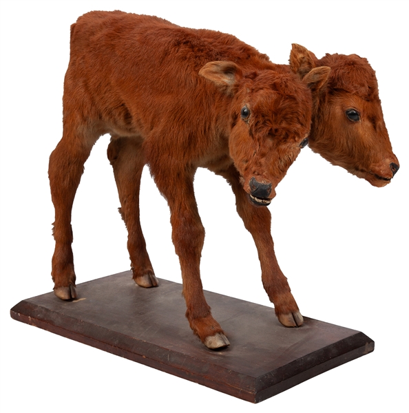  [TAXIDERMY]. Two Headed Calf on Wood Mount. 20th century. T...