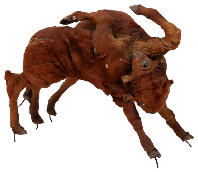  [TAXIDERMY]. Siamese Twin Calf. 20th century. Taxidermy cal...