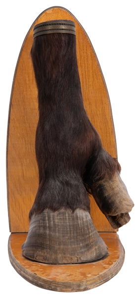  [TAXIDERMY]. Horse Freak Leg with Double Hoof. 1950s. Taxid...