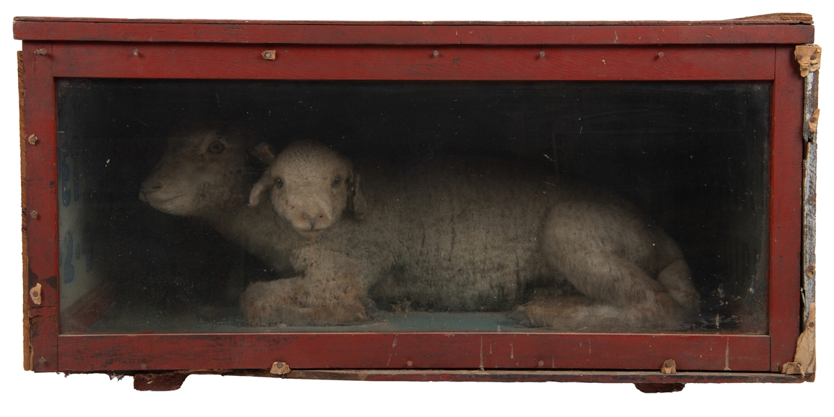  [ODDITIES]. Two Headed Lamb in Display. 1900s. Wooden sides...