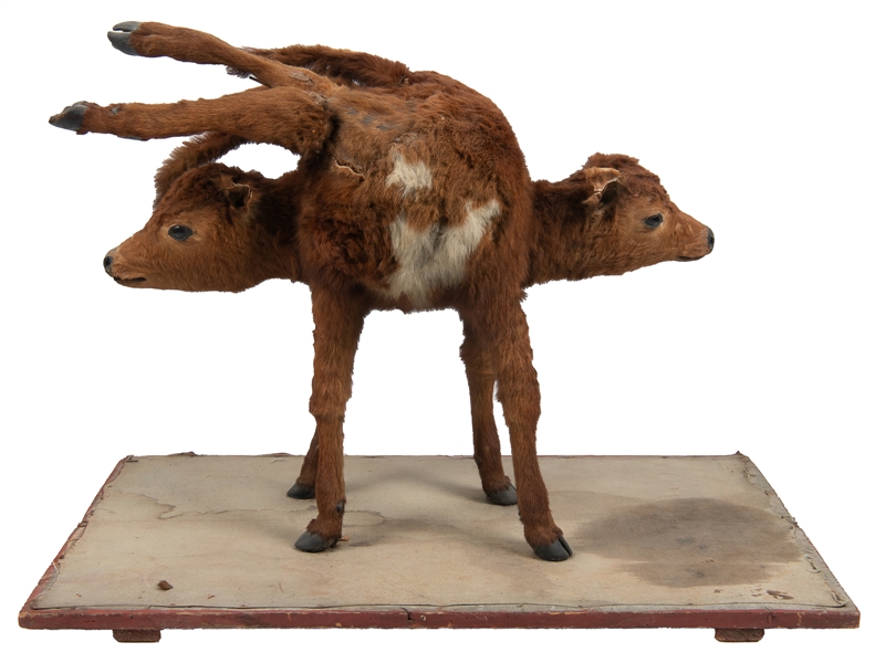  [ODDITIES]. Double Headed Calf on Mount. 1930s. Taxidermied...