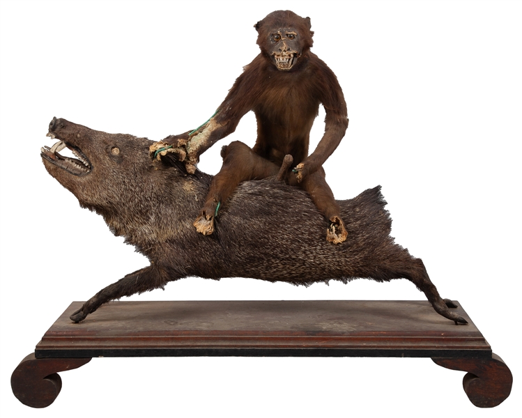  [TAXIDERMY]. Monkey on Wild Boar Taxidermy Mount. Taxidermi...