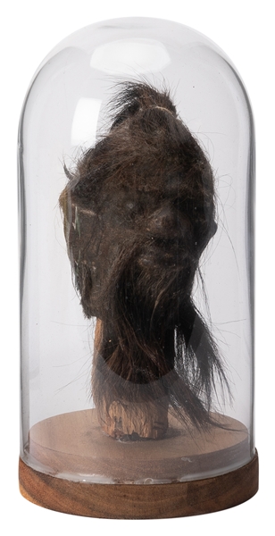  Prop Shrunken Head in Display Glass. 20th century. Realisti...