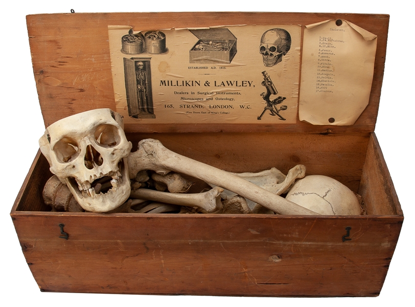  Medical Study Anatomical Skeleton. London: Millikin and Law...