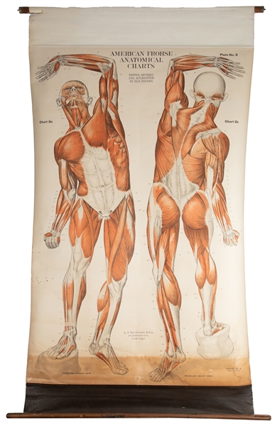  BRODEL, Max. American Frohse Anatomical Chart. Plate No. 2....