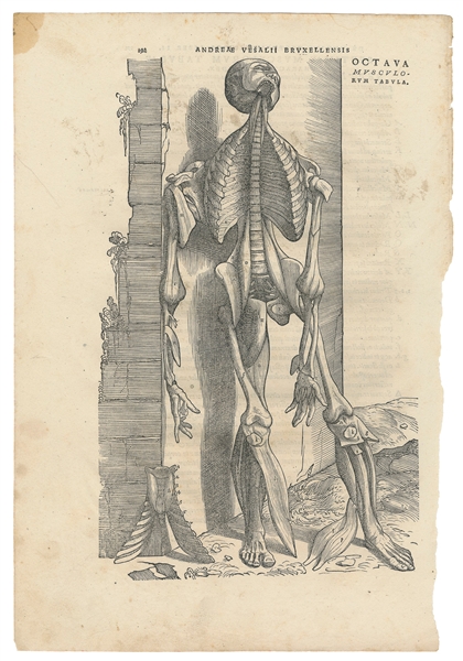  [ANATOMY]. VESALIUS, Andreas (1514-1564). Octave musculorum...