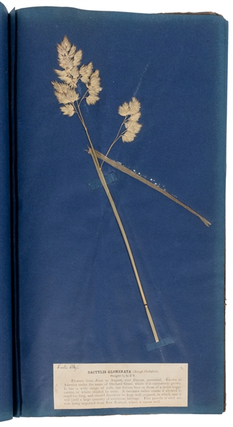  [SPECIMEN ALBUM]. GUNN, W. F. Specimens of British Grasses....