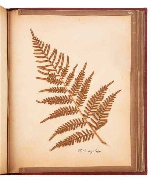  [SPECIMEN ALBUM - AUSTRALIAN PLANTS]. Ferns and Flowers fro...