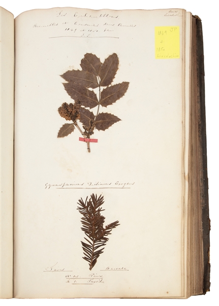  [SPECIMEN ALBUM - ENGLISH FLOWERING PLANTS]. “Herbarium”. A...