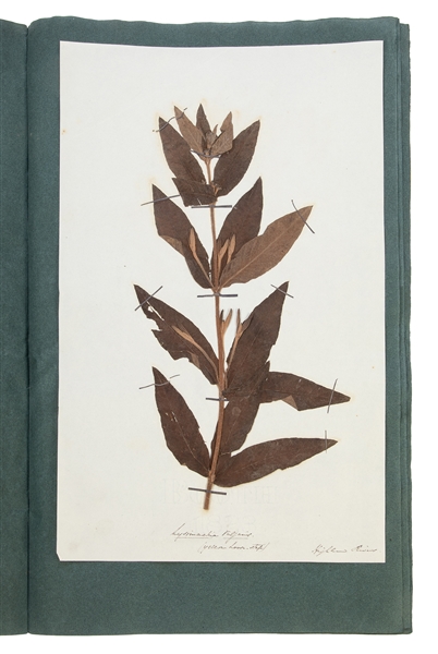  [SPECIMEN ALBUM - DIADELPHIA VARIA ET RARISMA]. A two-volum...