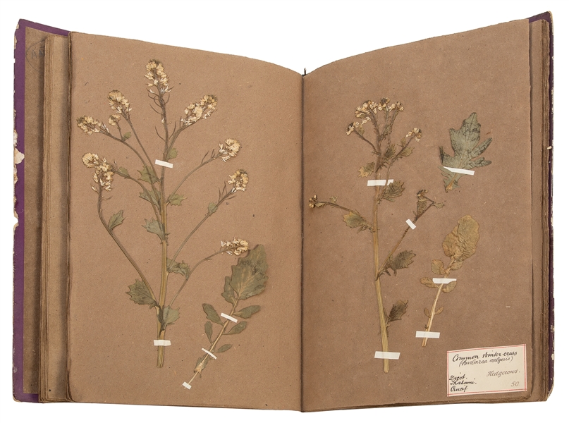  [SPECIMEN ALBUM - EUROPEAN FLOWERING PLANTS]. A two-volume ...