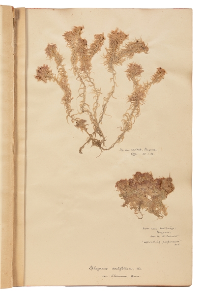  [SPECIMEN ALBUM - BRITISH PEAT MOSS]. A specimen album with...