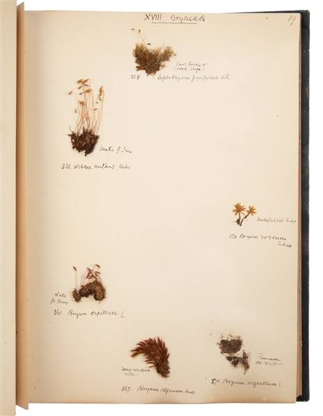  [SPECIMEN ALBUM - BRITISH MOSSES]. [PERRY, A. R. (1938-2014...